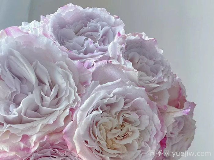 贝拉琳达仙女月季/仙女琳达月季(图2)