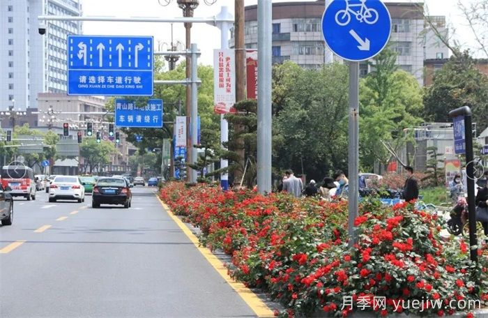 南昌30条月季大道 300万株月季满城飘香(图1)