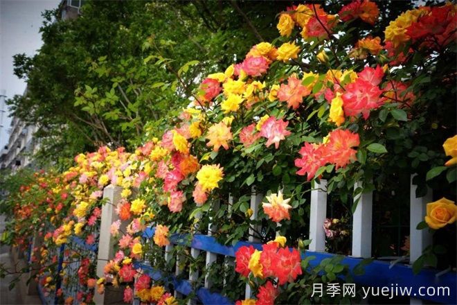 香飘九州美不胜收！丹阳惊现五彩月季花墙场景！(图1)