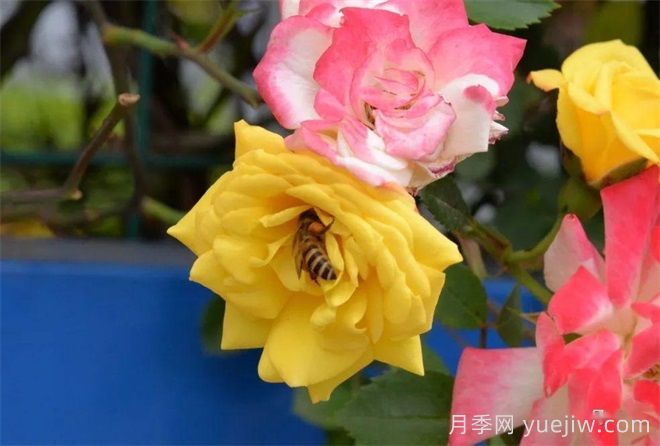 香飘九州美不胜收！丹阳惊现五彩月季花墙场景！(图2)