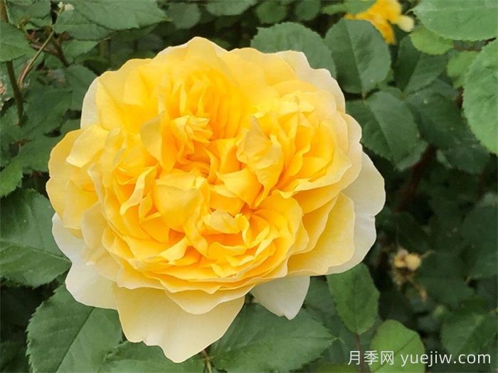   推荐30种漂亮的灌木月季花，花大味香好养(图5)