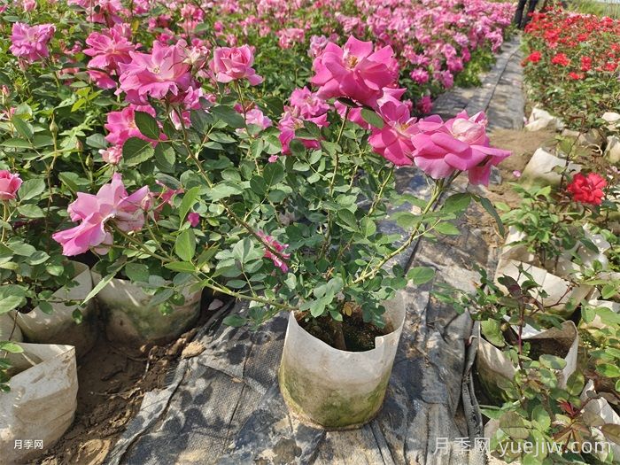 如何在夏季提升月季苗栽植成活率？(图1)