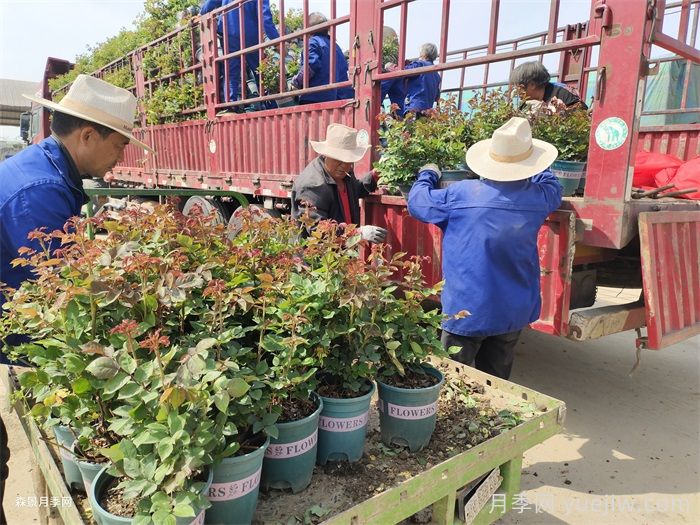 如何在夏季提升月季苗栽植成活率？(图3)