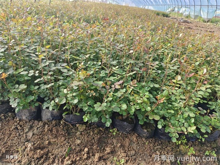 月季花常规生产管理及繁育技术(图1)