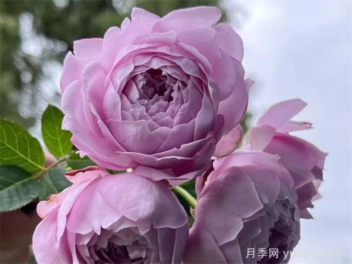 3个僵尸月季品种，花苞打不开，选择需谨慎(图2)