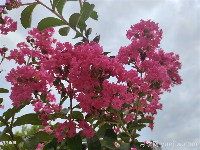 紫薇：谁道花无百日红(图1)