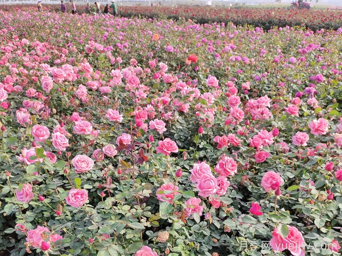 绿化苗木行业出现转折时期(图1)