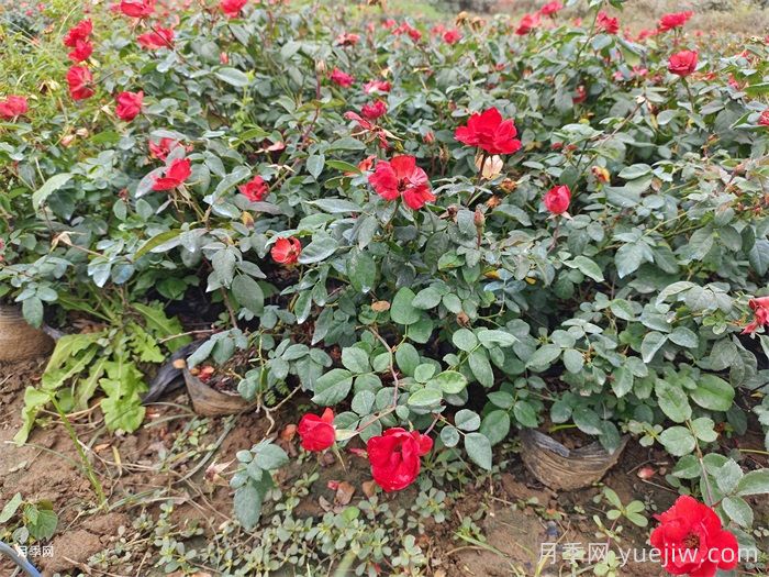 月季杀菌剂兑水后可以保存多久？(图1)