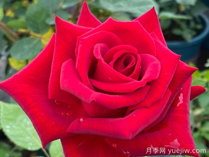 最畅销三款月季！粉扇、卡罗拉有名(图3)