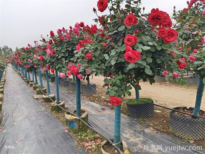 如何用红龙月季培育原生月季树？(图1)