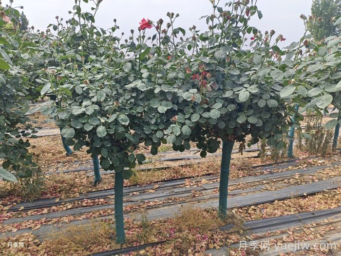 古桩月季树的夏季管理技术(图1)