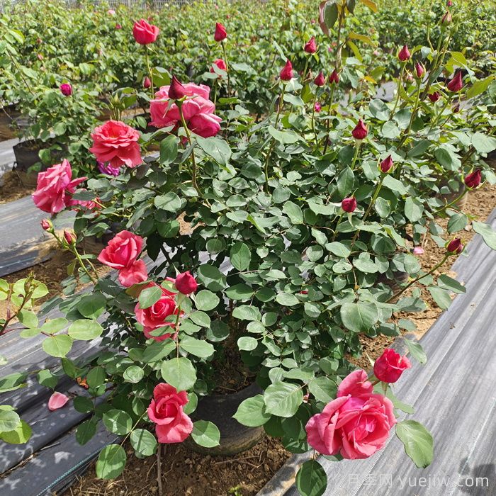 新买的月季该如何养护？月季养护六部曲(图1)