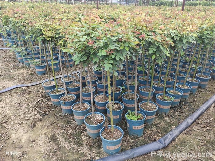 面对月季激素苗，缓苗4步养护保证成活率(图3)