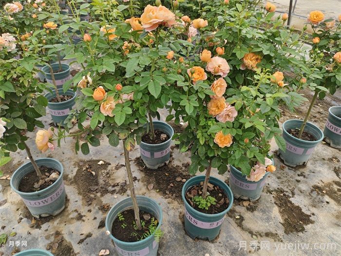 面对月季激素苗，缓苗4步养护保证成活率(图1)
