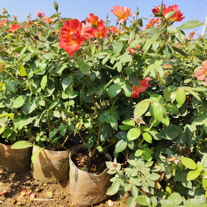 节日花展，盆栽月季花期调控管理如何做？(图2)