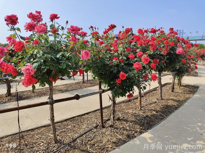 6公分月季树市场报价是多少钱？看月季树基地怎么说(图4)