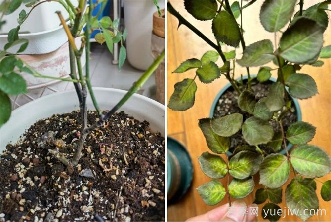 夏天月季经常黑杆黄叶，3个方面来解决(图1)