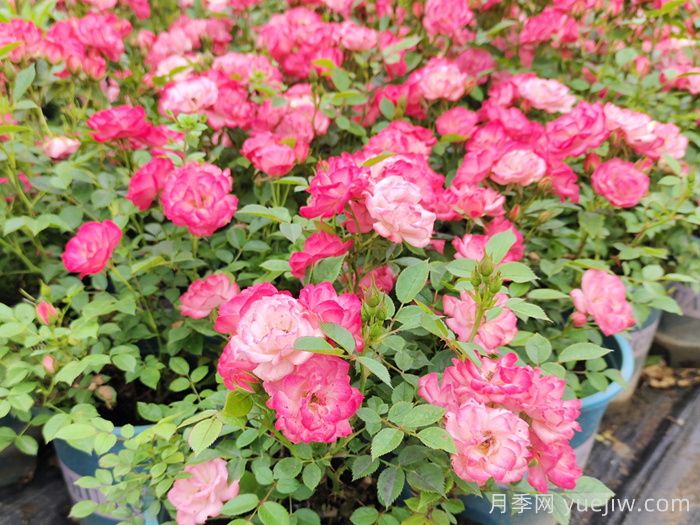 藤本月季、灌木月季、微型月季有什么区别？应该怎么选？(图4)