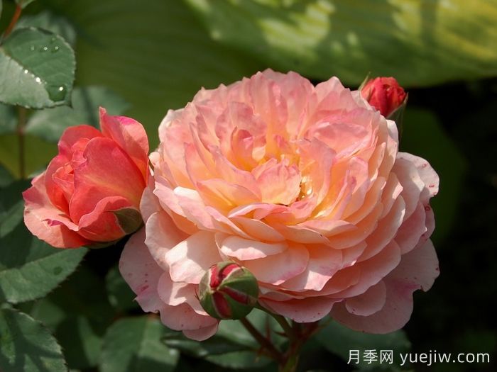 安德烈杜加德月季介绍和优缺点(图1)