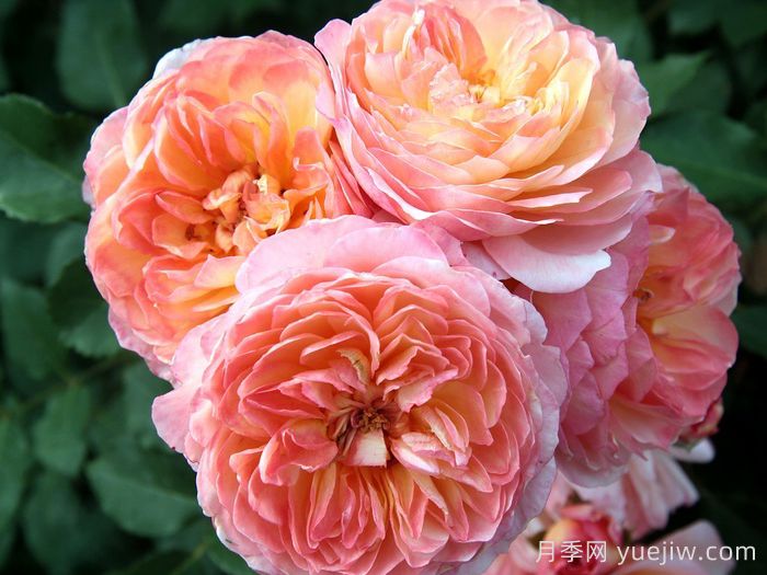 安德烈杜加德月季(图1)