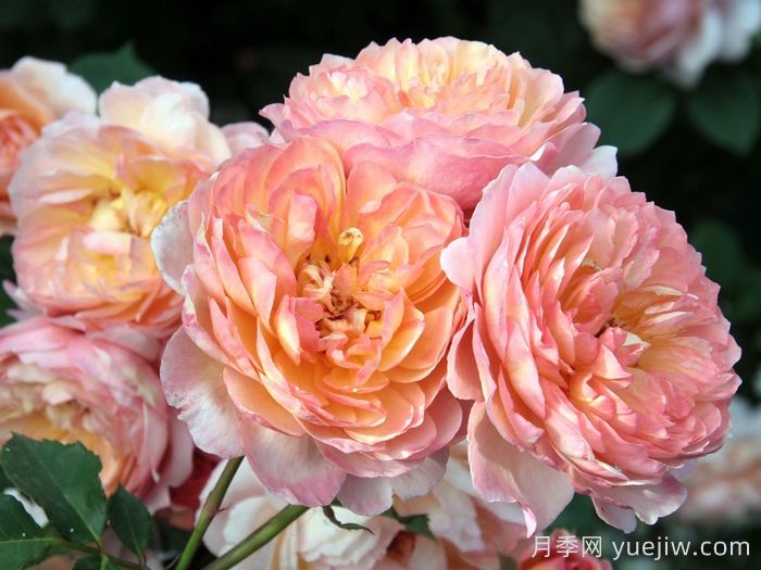 安德烈杜加德月季(图3)