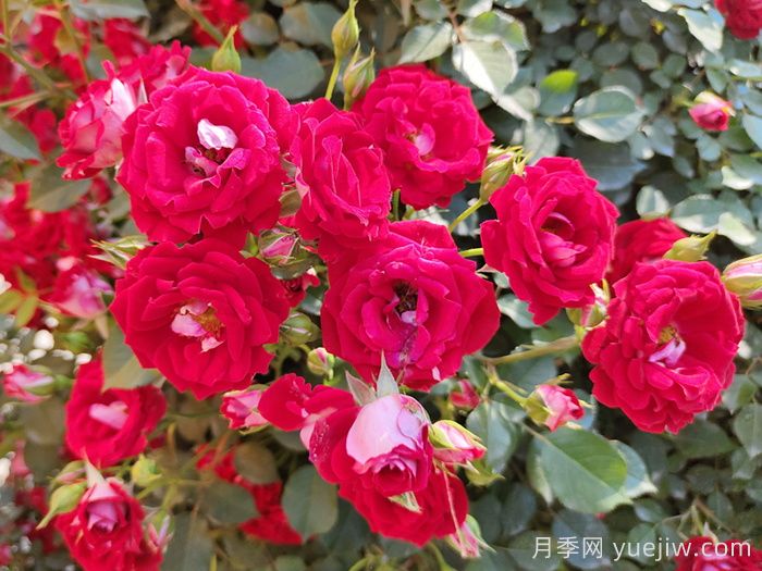 藤本小女孩月季介绍和优缺点(图1)