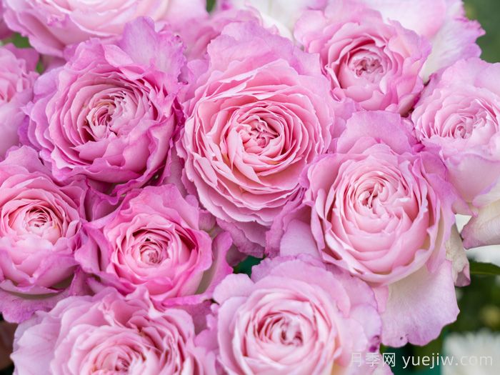 杏苑雪晴月季介绍和优缺点(图1)