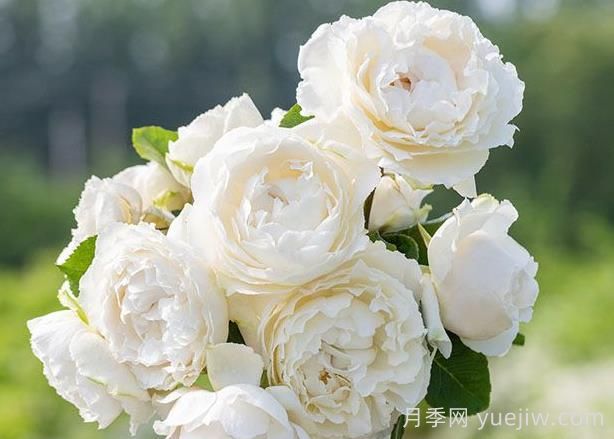伊芙白雪公主月季介绍和优缺点(图1)