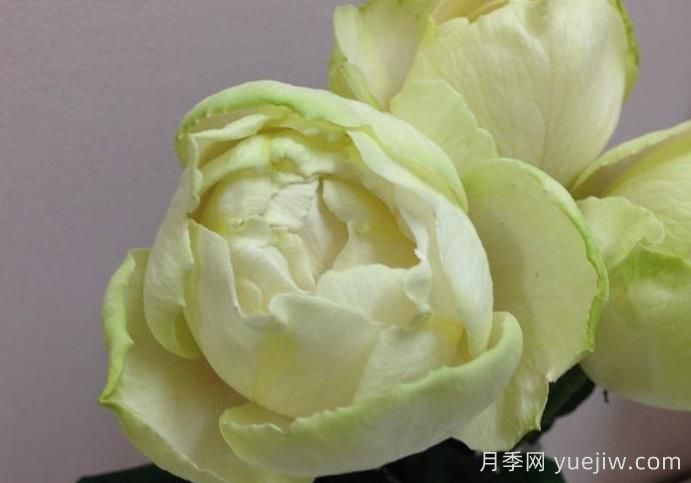  伊芙雪之香水月季介绍和优缺点(图1)