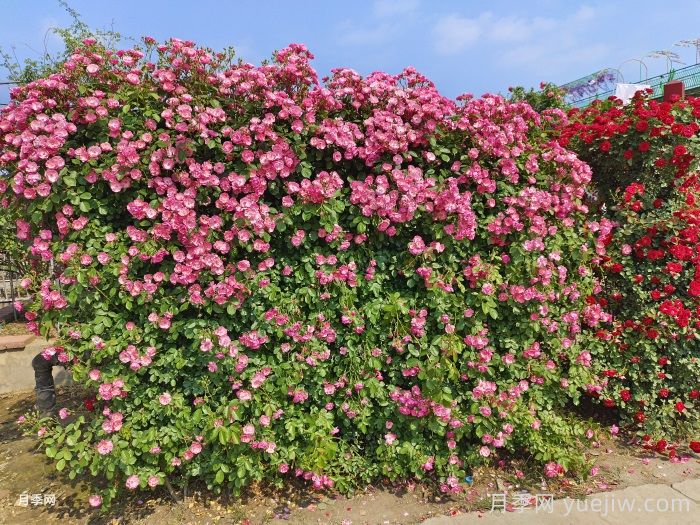 藤本月季多少钱一棵？南阳藤本月季基地报价行情(图1)