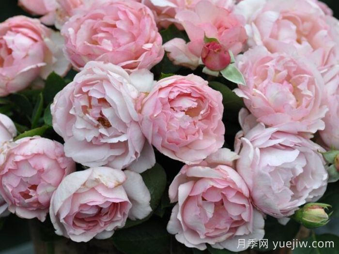 伊芙魂之香水月季(图3)