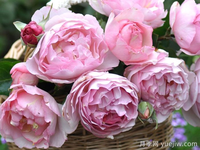 伊芙魂之香水月季(图2)