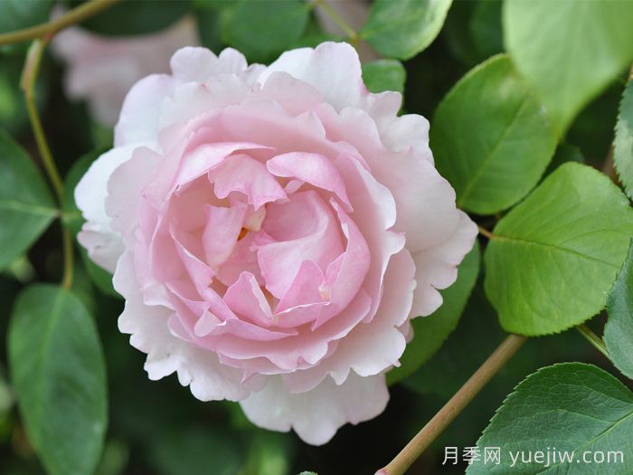 伊芙魂之香水月季(图1)