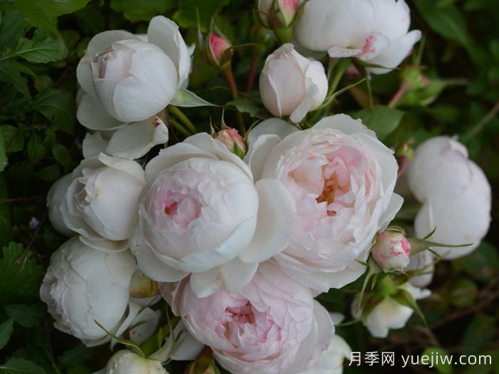 小抒情曲月季(图4)