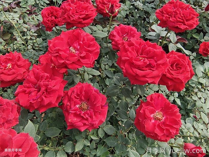 关于月季的规范(图1) 关于切花月季的规范(图1)