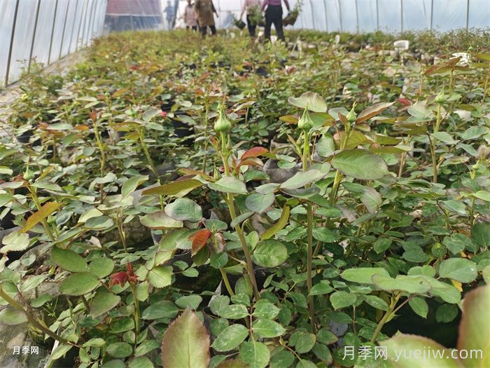 如何让月季新芽多？给你4招促芽方法(图1)