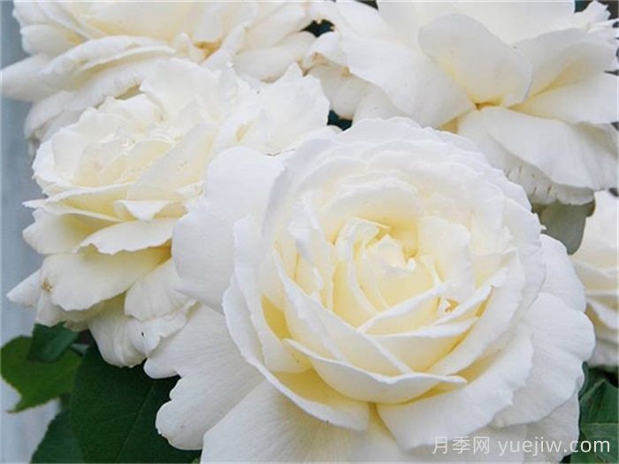 月季花什么品种好看？9大惊艳的月季品种(图5)