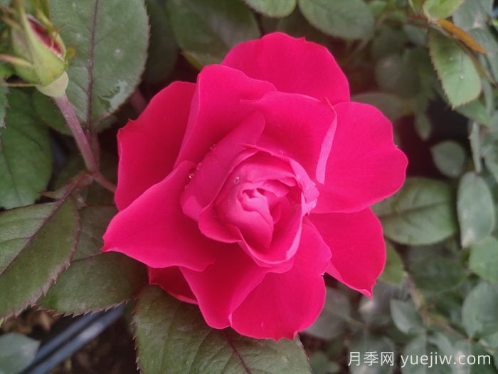 月季花什么品种好看？9大惊艳的月季品种(图6)