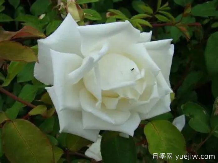 路易斯朗斯夫人月季/白色荆棘崖(图2)