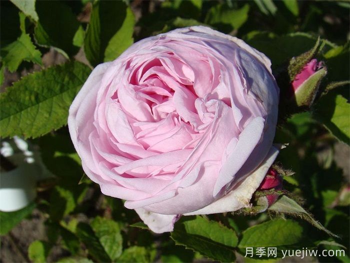 路易斯雷爵夫人月季/路易斯莱维克夫人(图1)