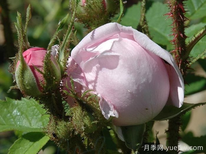 路易斯雷爵夫人月季/路易斯莱维克夫人(图2)