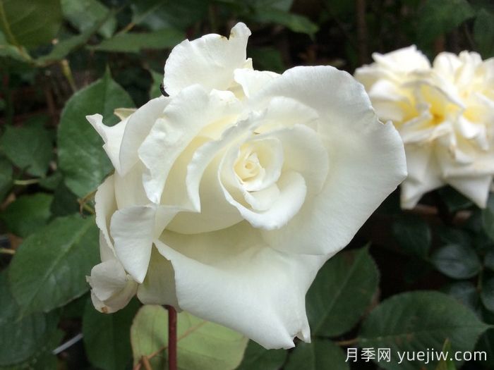 路易斯朗斯夫人月季/白色荆棘崖(图1)