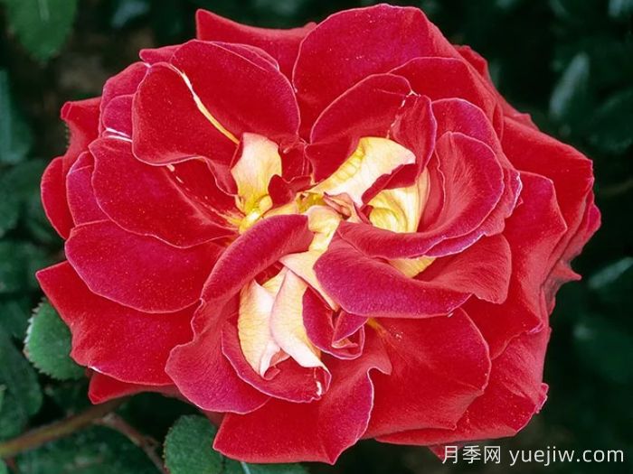 雅基穆尔月季/雅琦莫月季(图1)