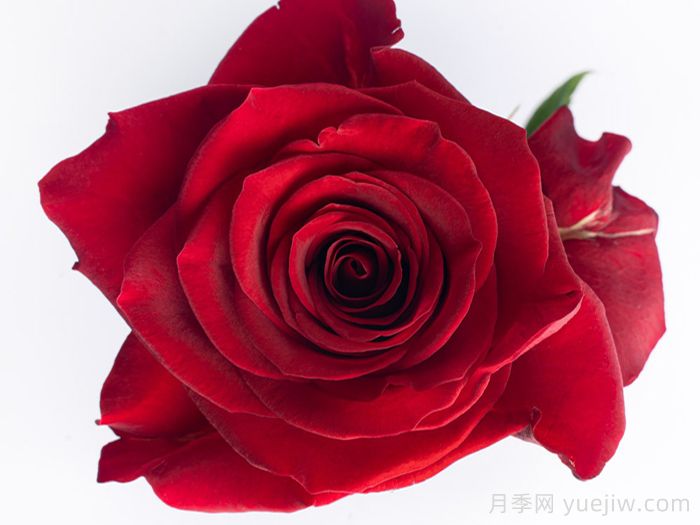 斯卡拉塔月季/斯嘉丽(图1)