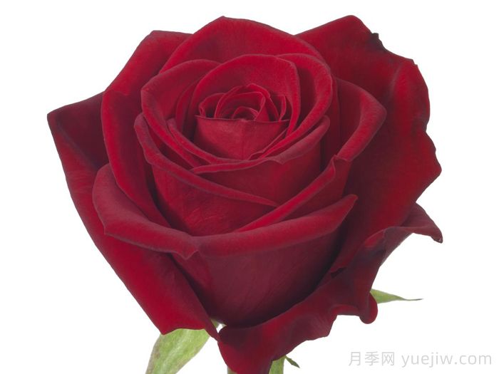 斯卡拉塔月季/斯嘉丽(图2)