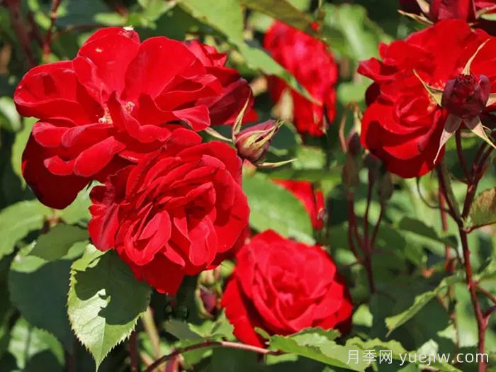 卡斯泰拉月季(图1)