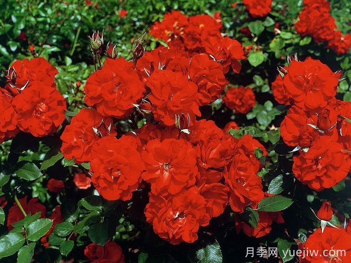 卡斯泰拉月季(图3)