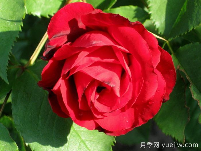 卡斯泰拉月季(图2)