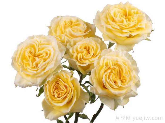 斐波那契蒙娜丽莎月季(图1)