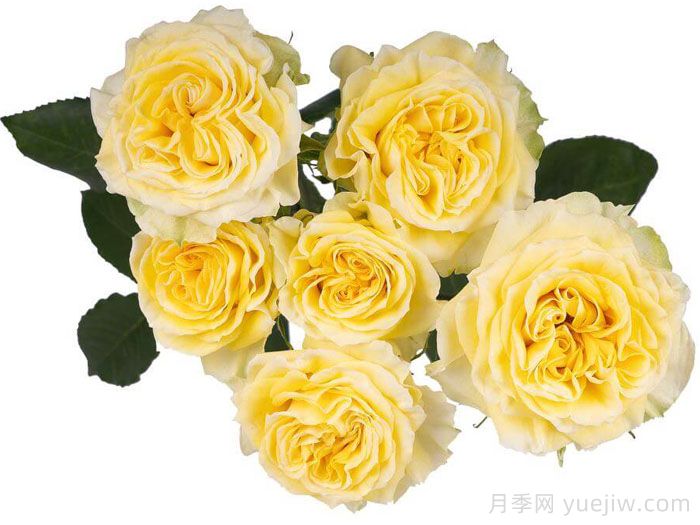 斐波那契蒙娜丽莎月季(图2)